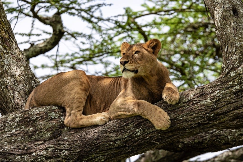 Lake Manyara National Park, Parc National du Lac Manyara