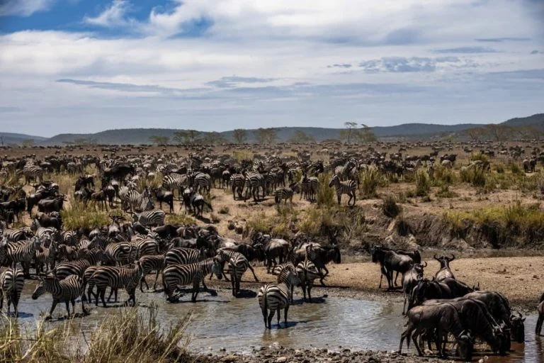 Migration Tracking, Suivi de la Migration