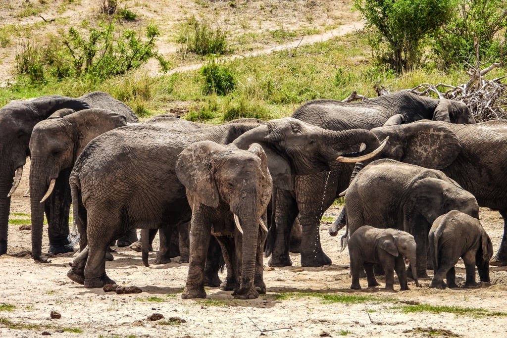 Tarangire National Park