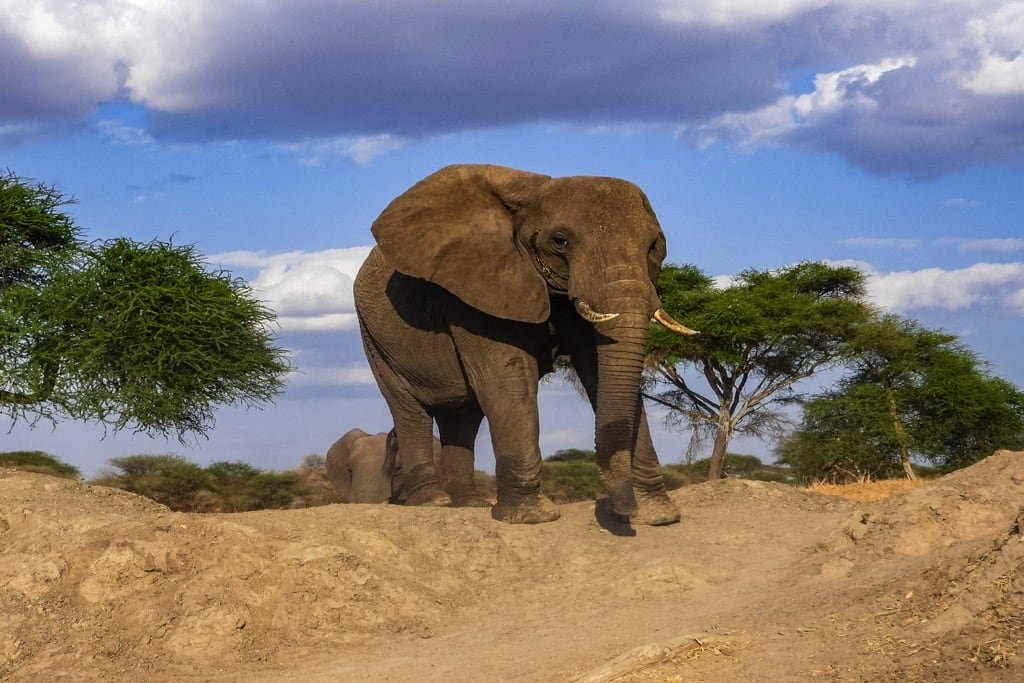 Tarangire National Park