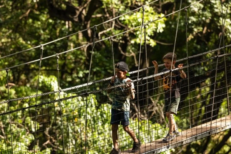 Treetop Walkway, Passerelle dans les arbres