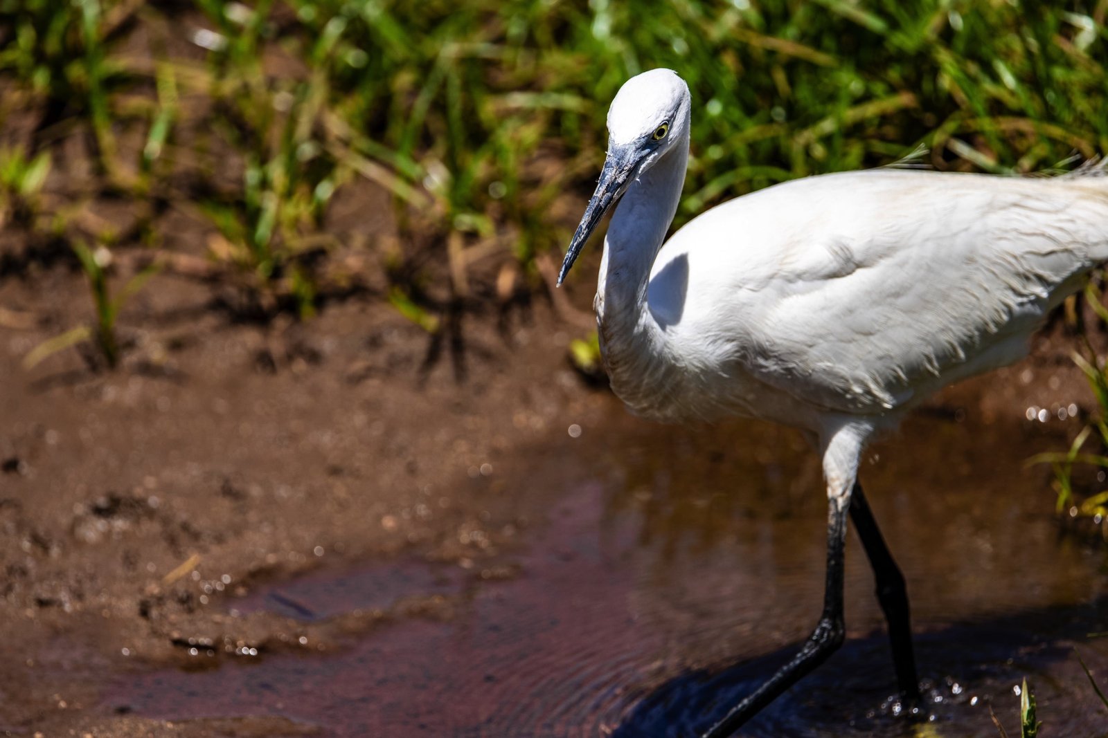 Day trip to Lake Manyara National Park