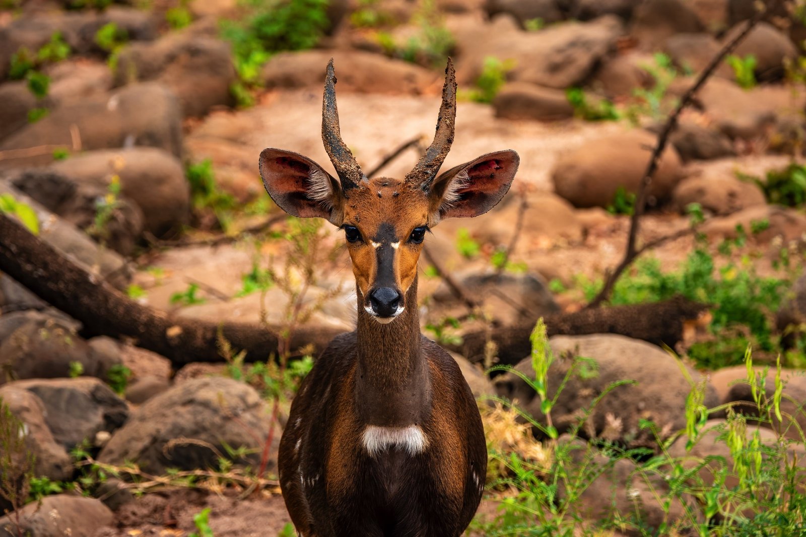 Day trip to Lake Manyara National Park