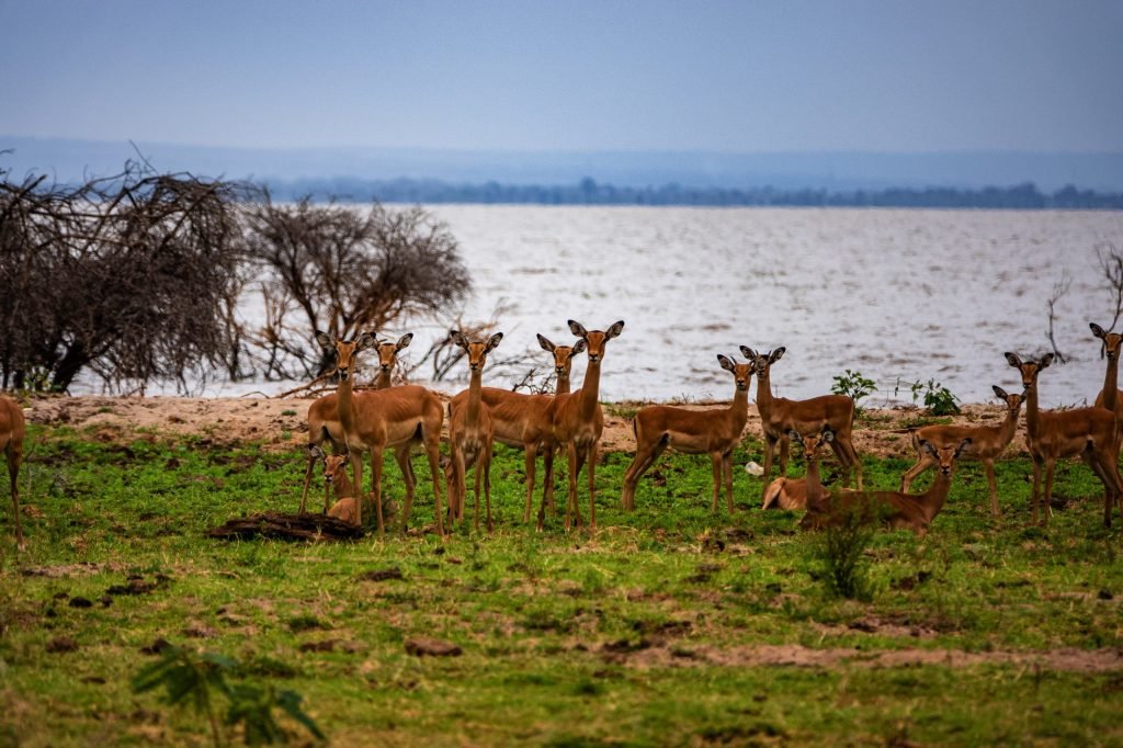 Day trip to Lake Manyara National Park, Parcul Național Lacul Manyara, Parc National du Lac Manyara