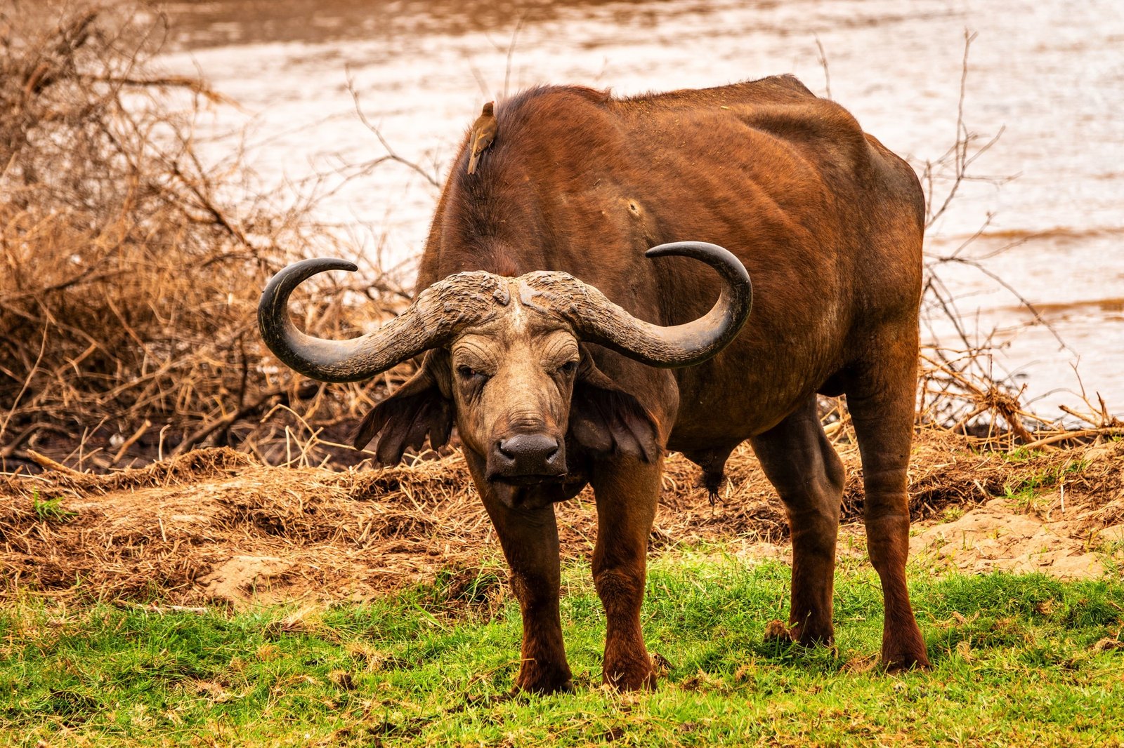 Day trip to Lake Manyara National Park