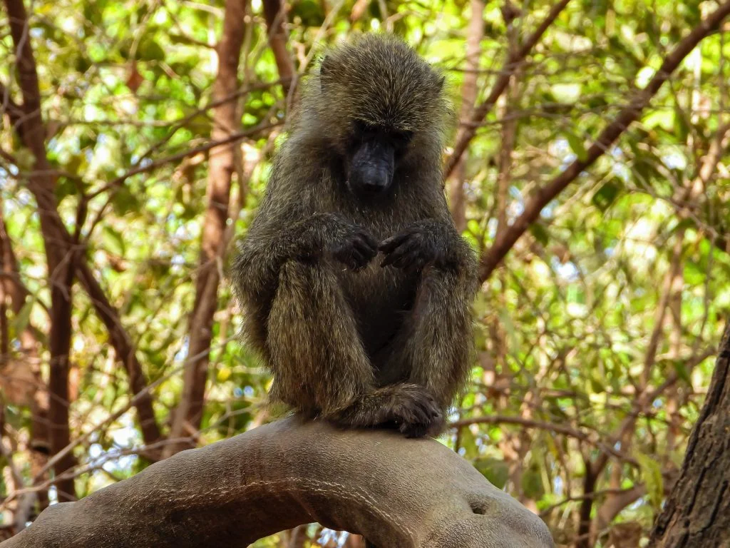 Day trip to Lake Manyara National Park