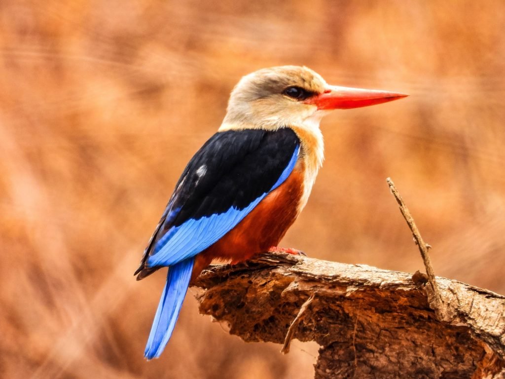 Day trip to Lake Manyara National Park