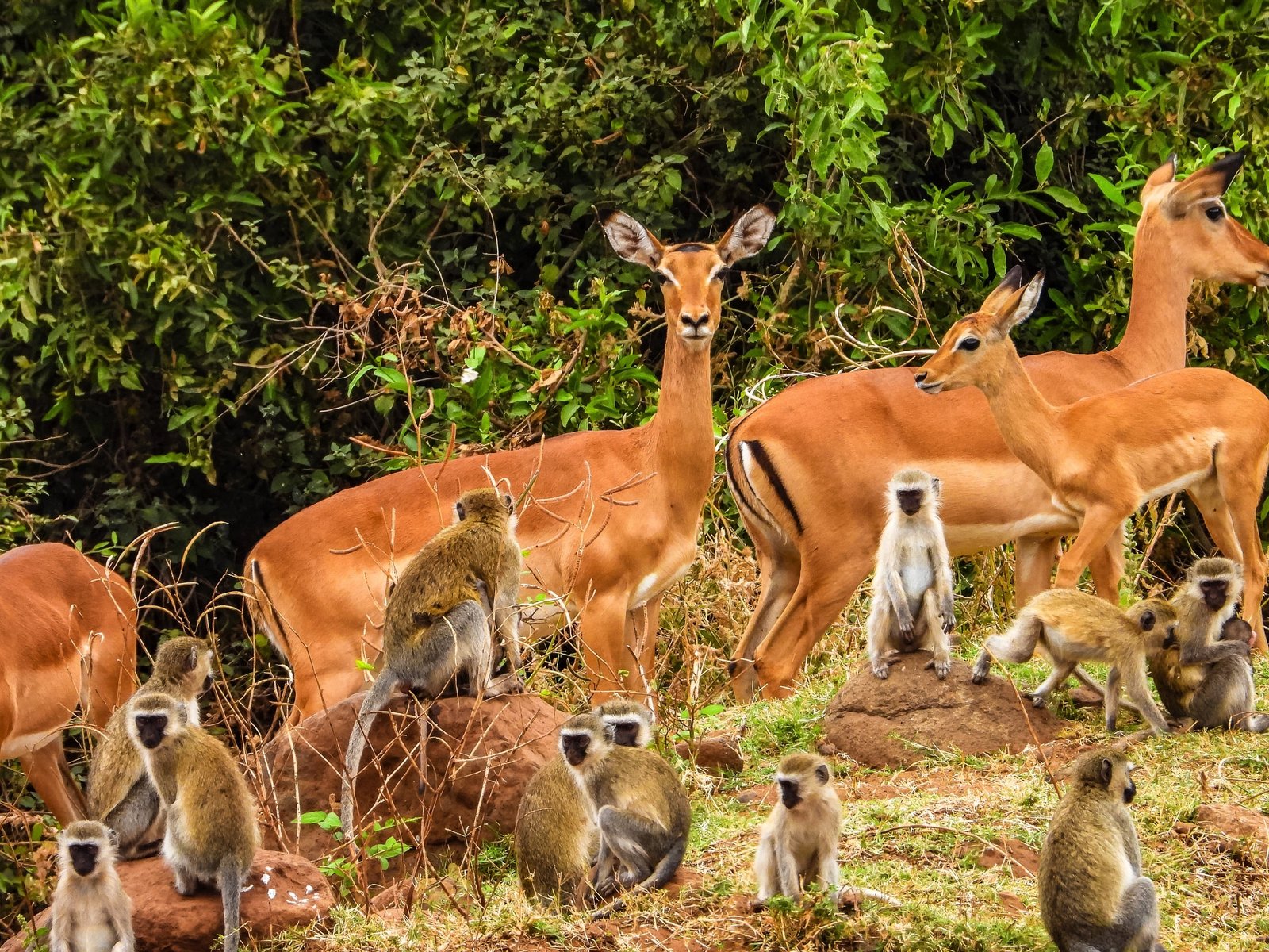 Day trip to Lake Manyara National Park