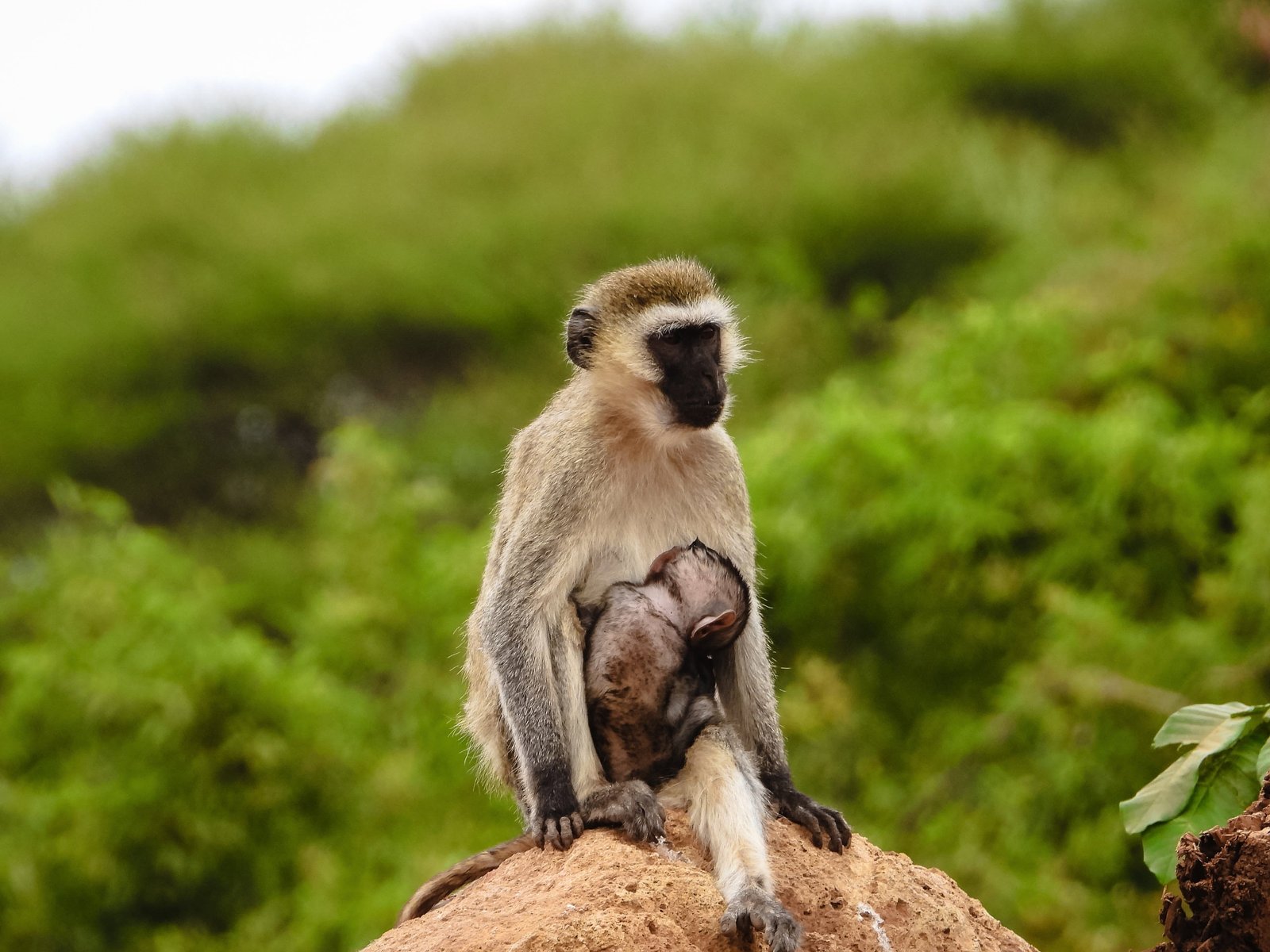 Day trip to Lake Manyara National Park