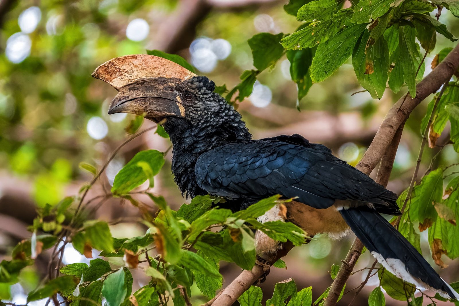 Day trip to Lake Manyara National Park