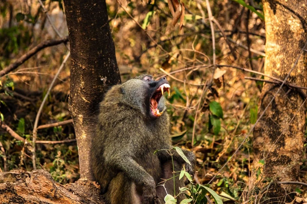 Day trip to Lake Manyara National Park