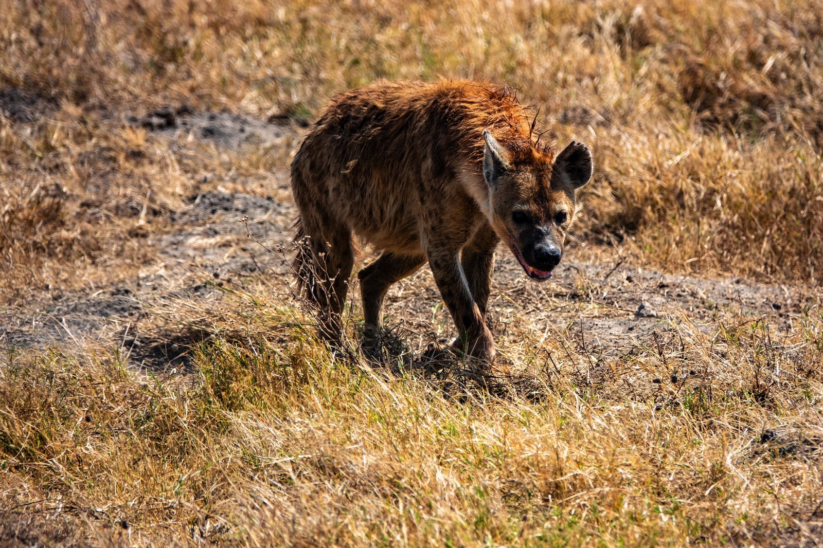 Day trip to Ngorongoro Crater