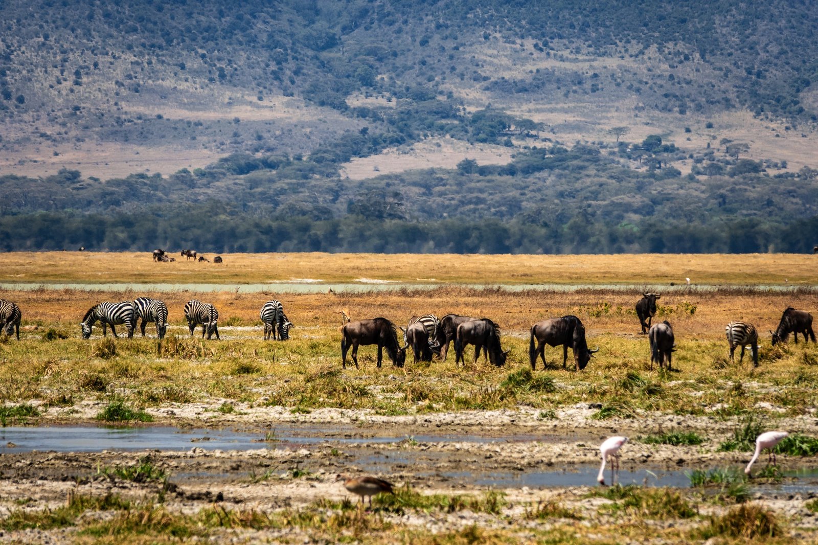 3 Days Safari – Choose Your Park + Ngorongoro Crater, Craterul Ngorongoro, Cratère du Ngorongoro