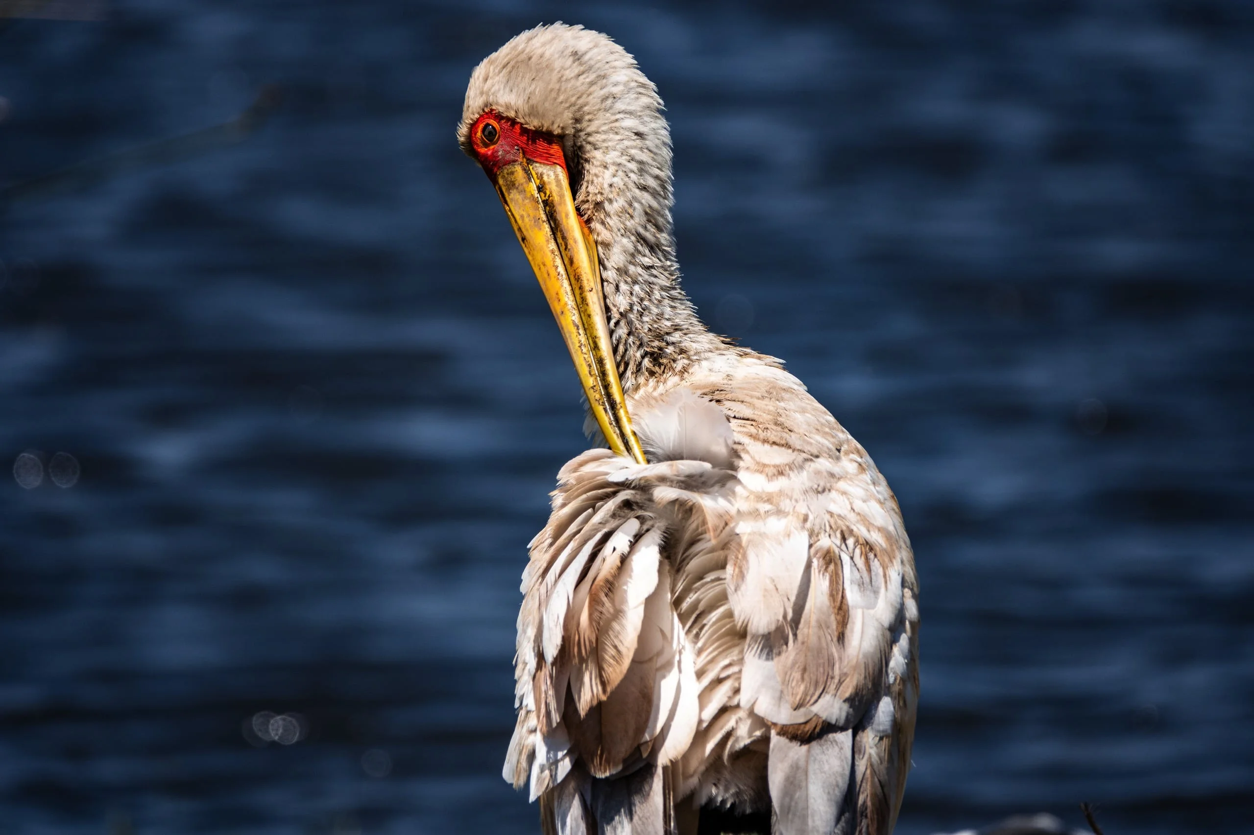 Day trip to Ngorongoro Crater