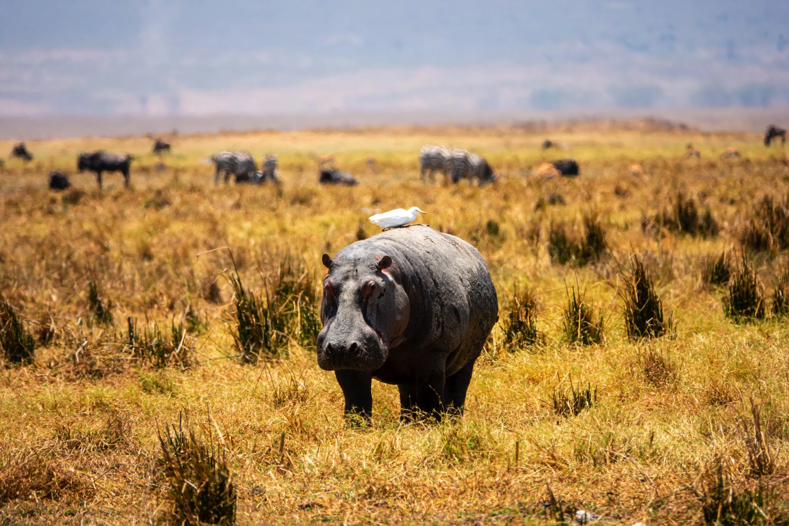 Day trip to Ngorongoro Crater, Craterul Ngorongoro, Cratère du Ngorongoro