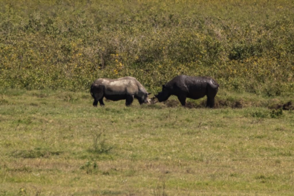 Day trip to Ngorongoro Crater