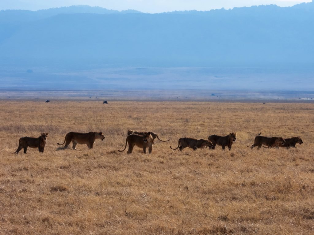 2 days safari – Ngorongoro Crater, Craterul Ngorongoro, Cratère du Ngorongoro