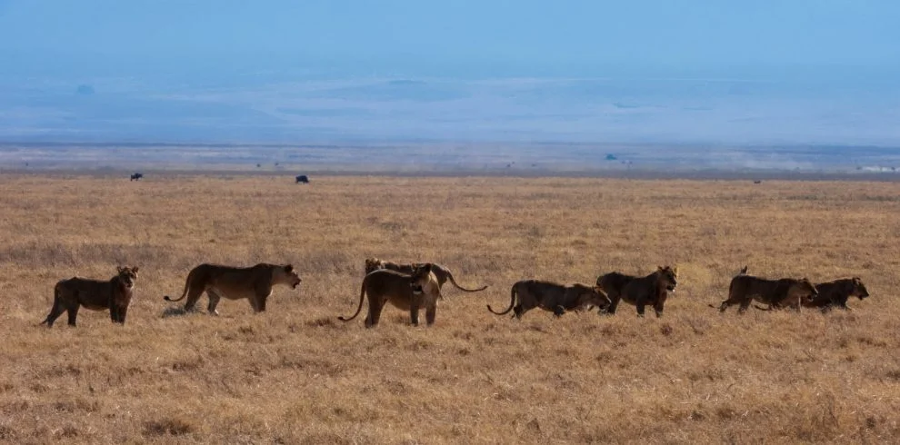 2 days safari – Ngorongoro Crater, Craterul Ngorongoro, Cratère du Ngorongoro