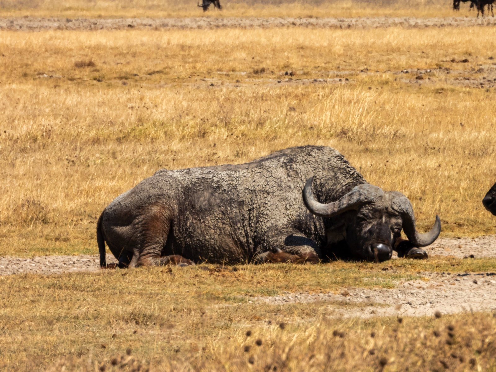 Day trip to Ngorongoro Crater