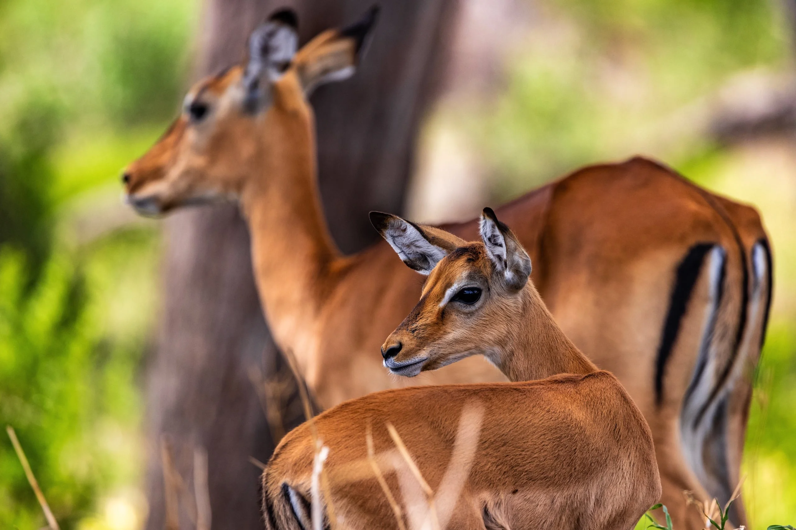 Day trip to Tarangire National Park