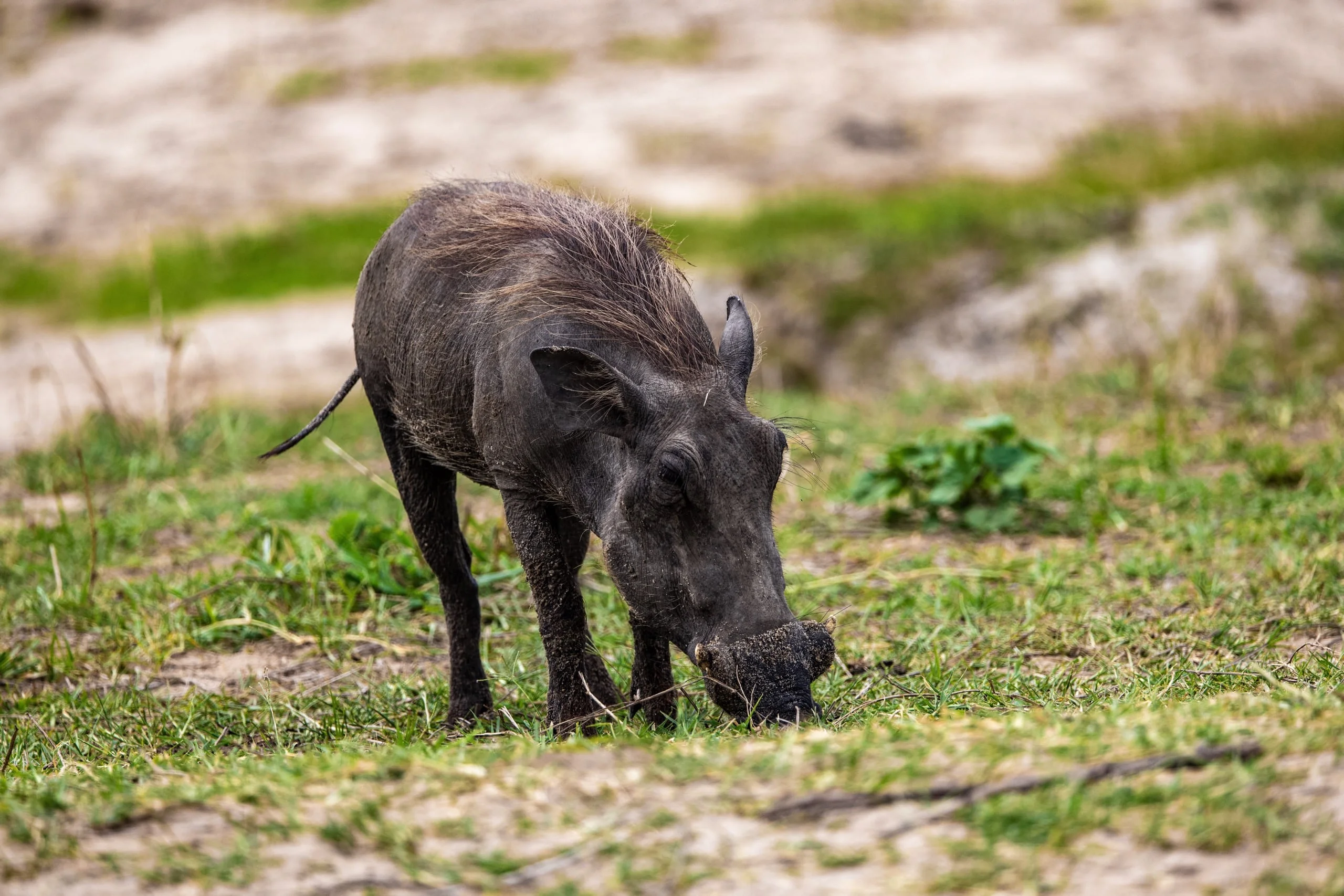 Day trip to Tarangire National Park