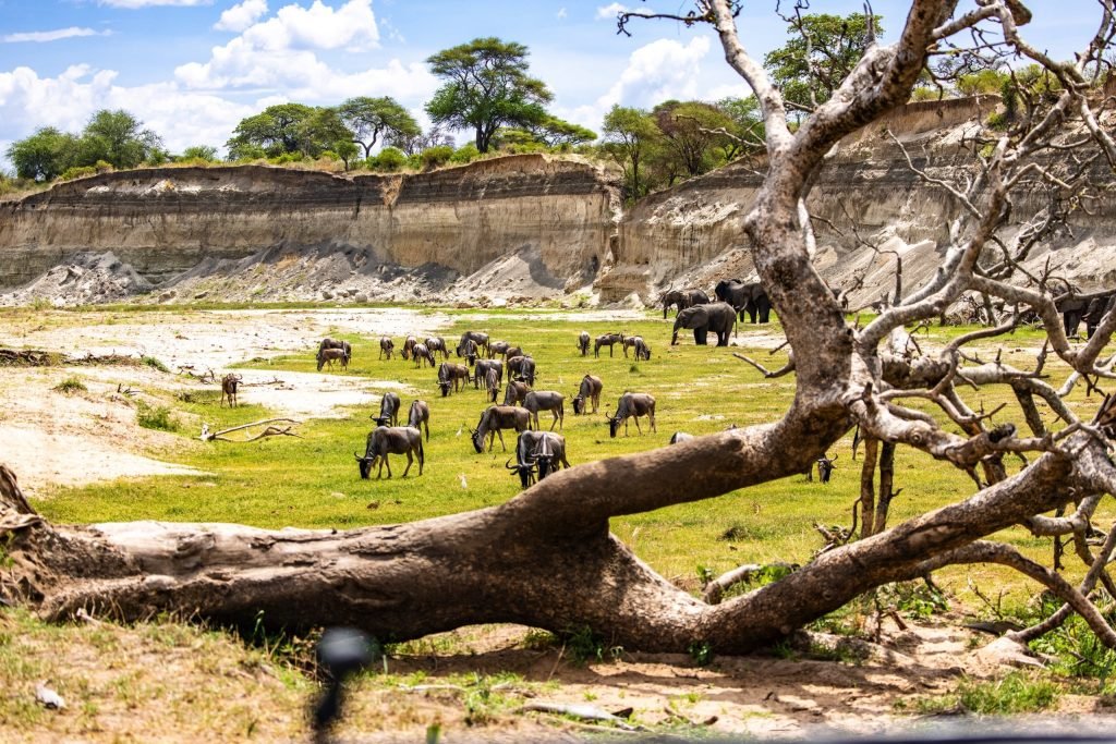 Day trip to Tarangire National Park