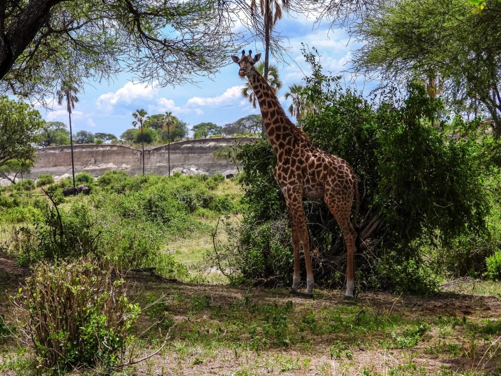 Day trip to Tarangire National Park