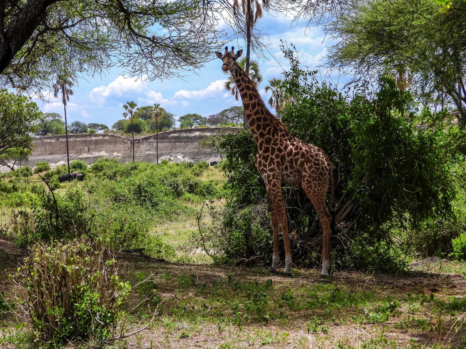 Day trip to Tarangire National Park