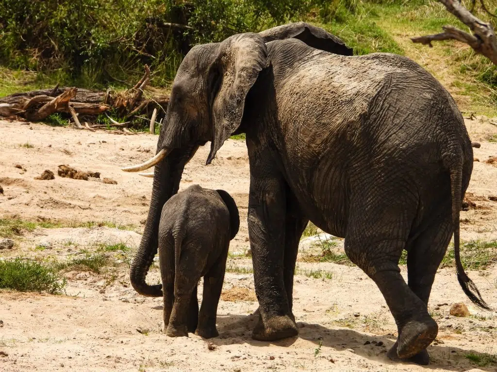 Day trip to Tarangire National Park