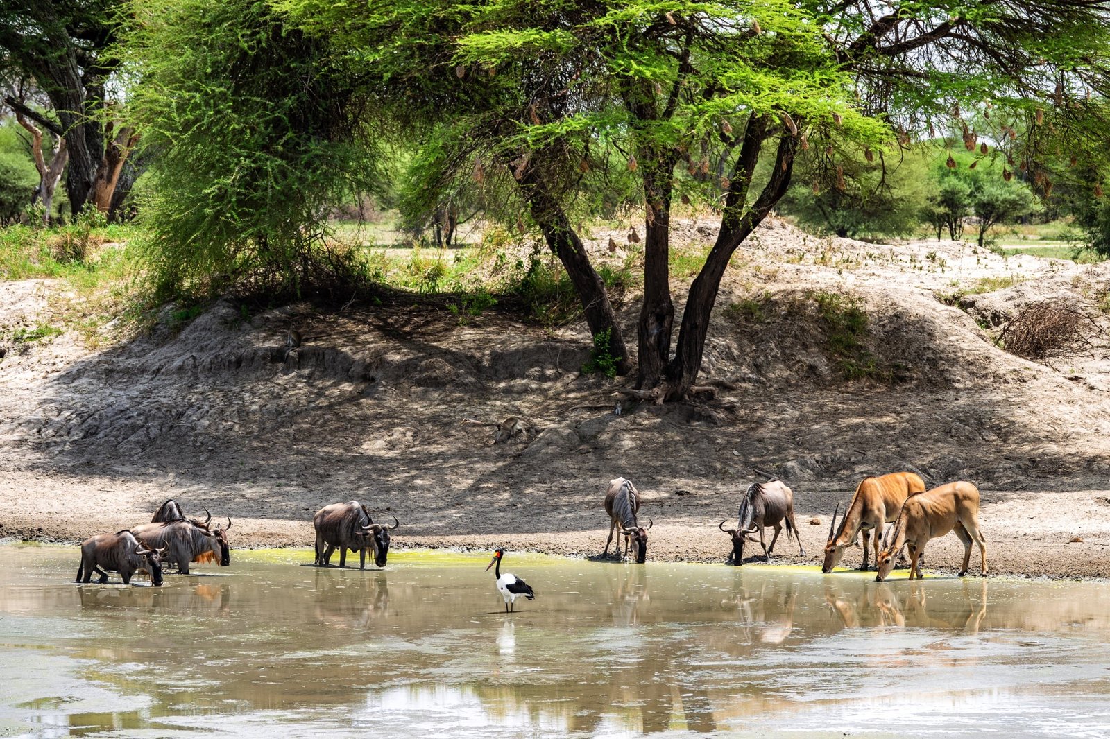 Day trip to Tarangire National Park