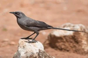 Ashy Starling Bird