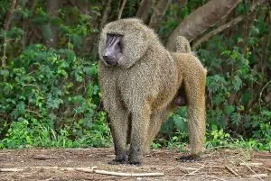 Baboon