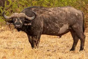 Buffalo