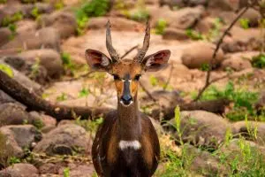 Bushbuck