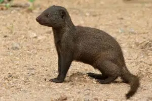 Dwarf Mongoose