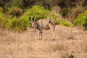 Eland