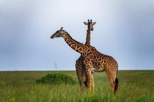 Giraffe