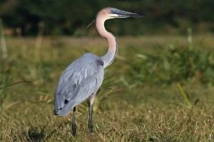 Goliath Heron