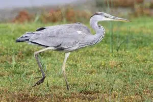 Gray Heron