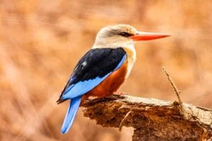 King Fisher