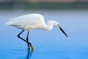 Little Egret