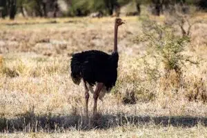 Ostrich