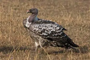 Ruppels Vulture