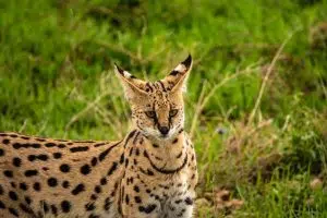 Serval