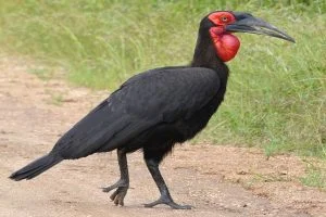 Southern Ground Hornbill