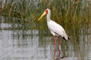 Yellow Billed Stork