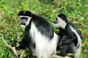 Black and White Colobus Monkey