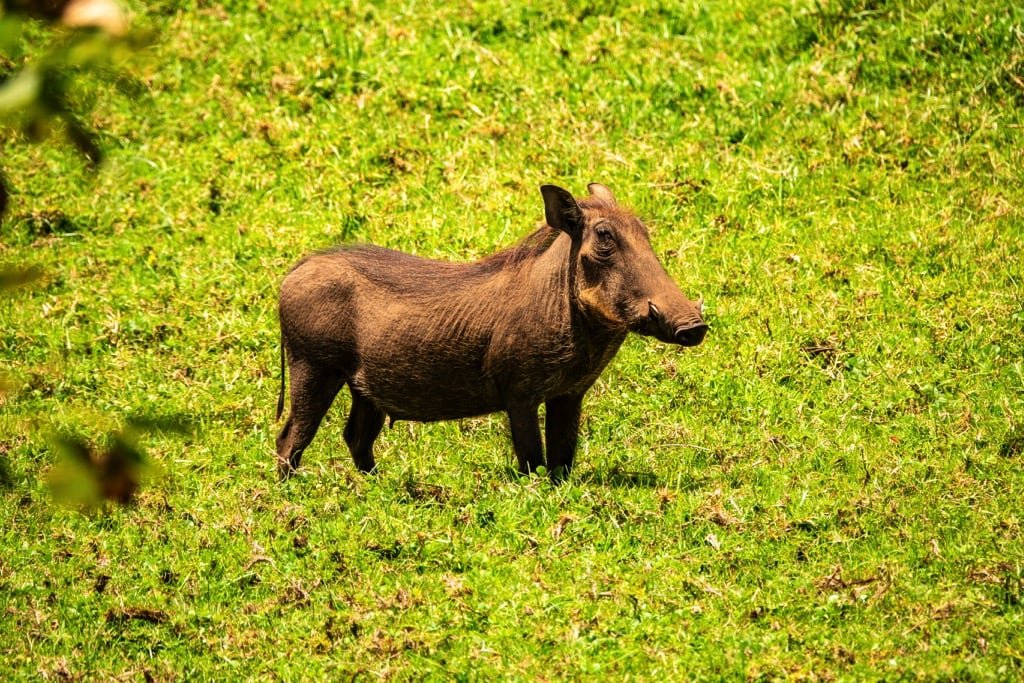 3 Days Safari – Choose Your Park + Ngorongoro Crater