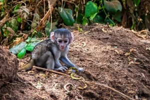 Lake Manyara National Park