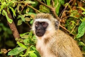 Lake Manyara National Park